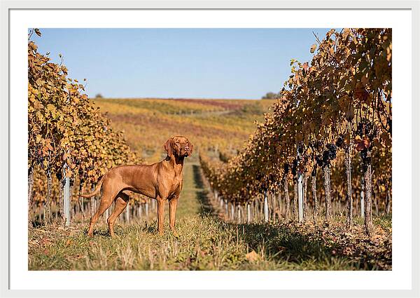 Rustic Autumn Companion