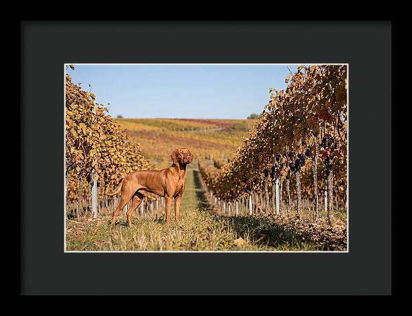 Rustic Autumn Companion