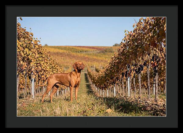 Rustic Autumn Companion