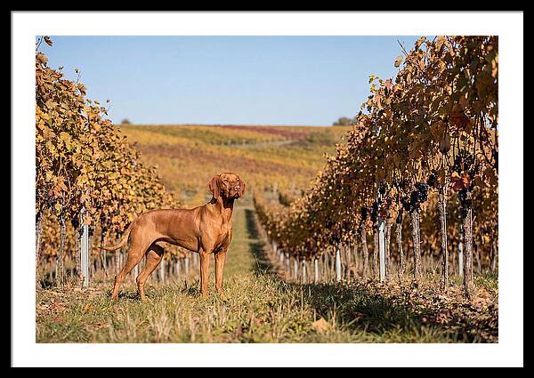 Rustic Autumn Companion