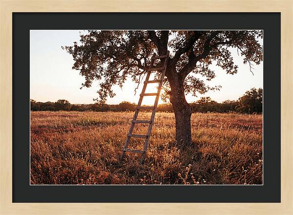 Rustic Ladder At Sunset