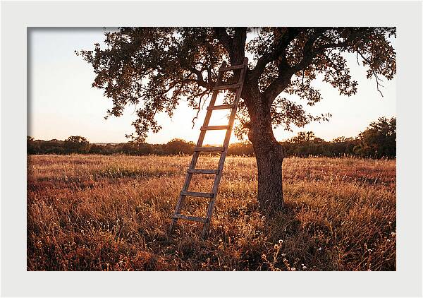 Rustic Ladder At Sunset