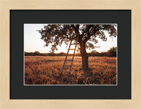 Rustic Ladder At Sunset