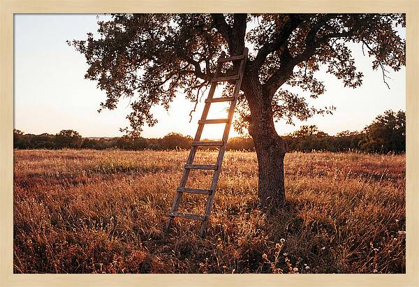 Rustic Ladder At Sunset