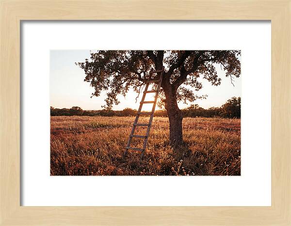 Rustic Ladder At Sunset