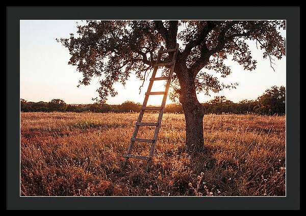 Rustic Ladder At Sunset