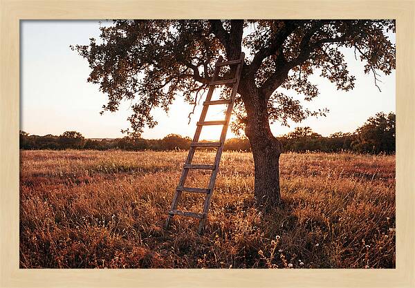 Rustic Ladder At Sunset