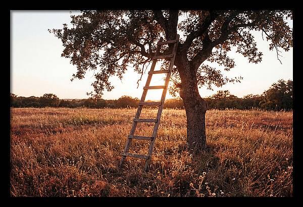 Rustic Ladder At Sunset