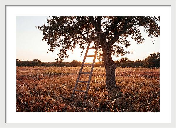 Rustic Ladder At Sunset