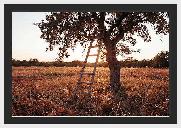 Rustic Ladder At Sunset