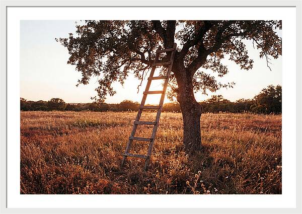Rustic Ladder At Sunset