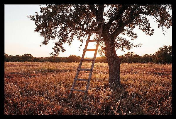 Rustic Ladder At Sunset