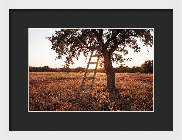 Rustic Ladder At Sunset