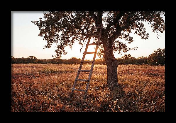 Rustic Ladder At Sunset
