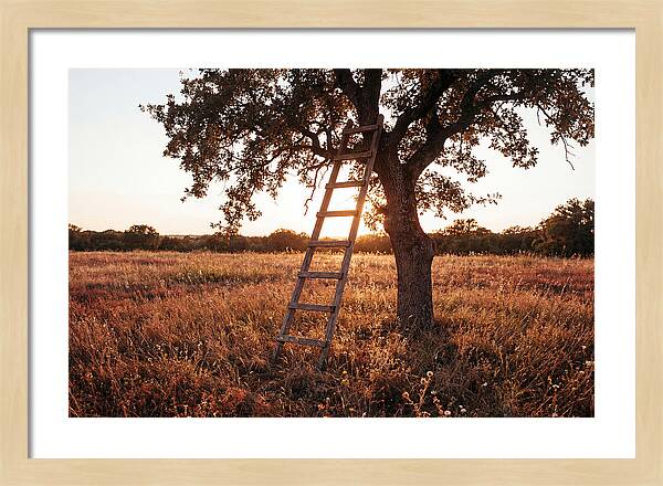 Rustic Ladder At Sunset