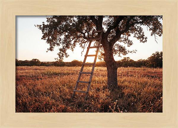 Rustic Ladder At Sunset