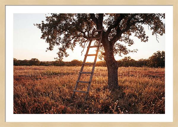 Rustic Ladder At Sunset