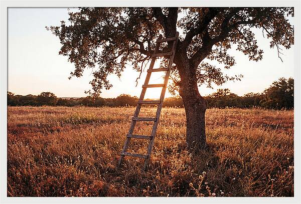 Rustic Ladder At Sunset