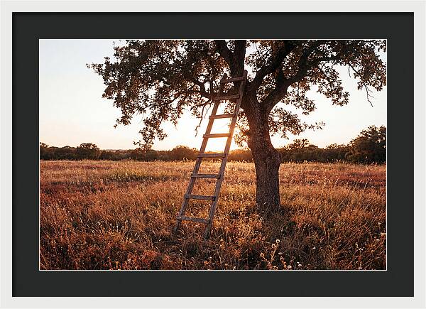 Rustic Ladder At Sunset