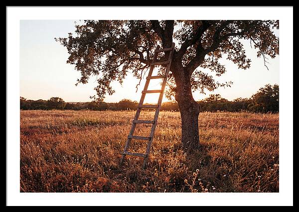 Rustic Ladder At Sunset