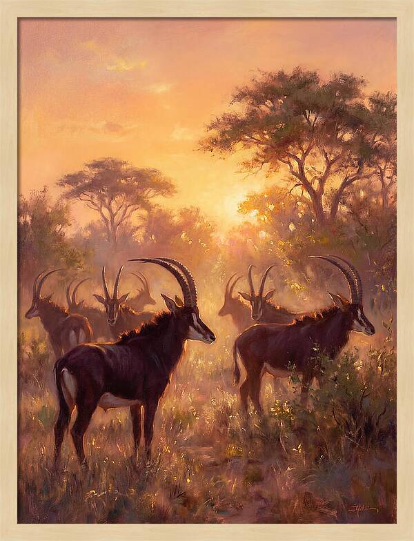Sable Antelope At Dusk