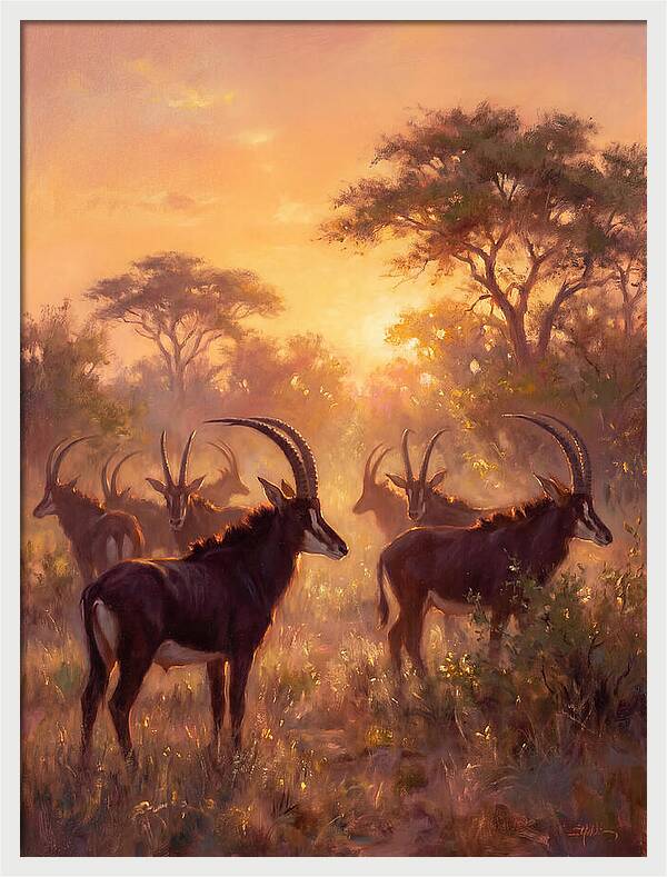 Sable Antelope At Dusk