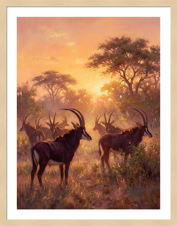 Sable Antelope At Dusk