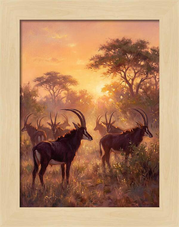 Sable Antelope At Dusk