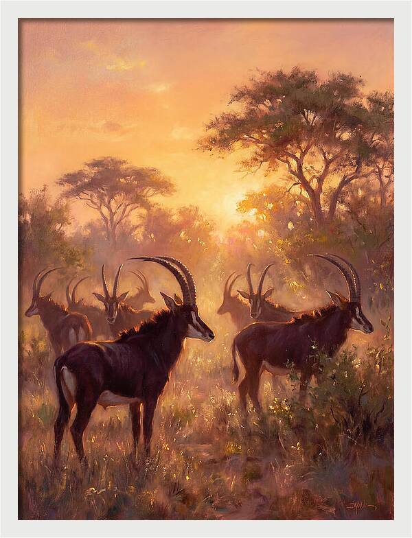 Sable Antelope At Dusk