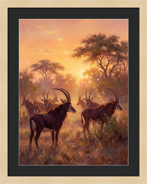 Sable Antelope At Dusk