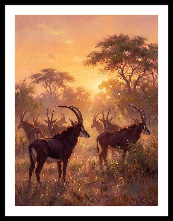 Sable Antelope At Dusk