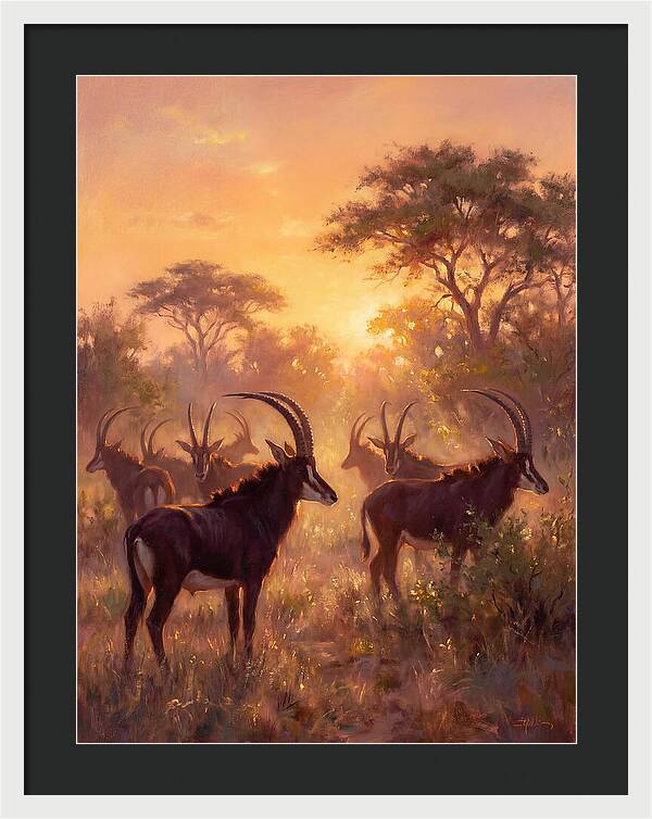 Sable Antelope At Dusk