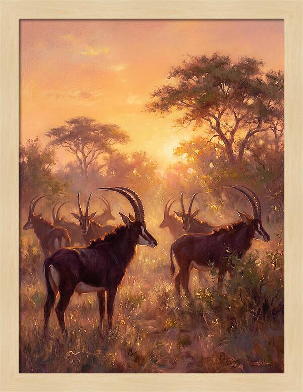 Sable Antelope At Dusk