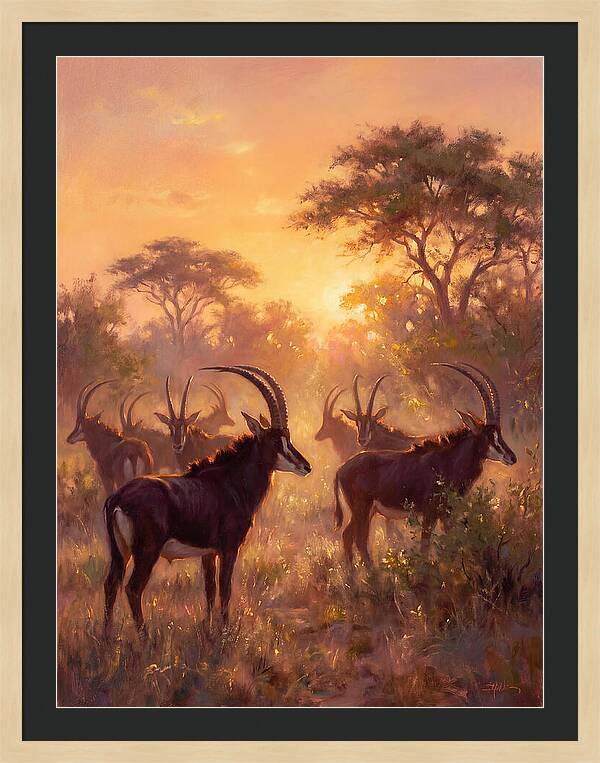 Sable Antelope At Dusk