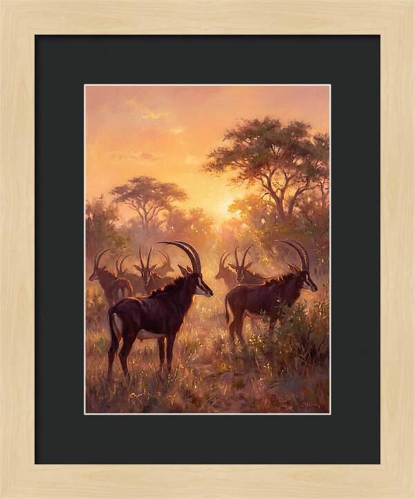 Sable Antelope At Dusk