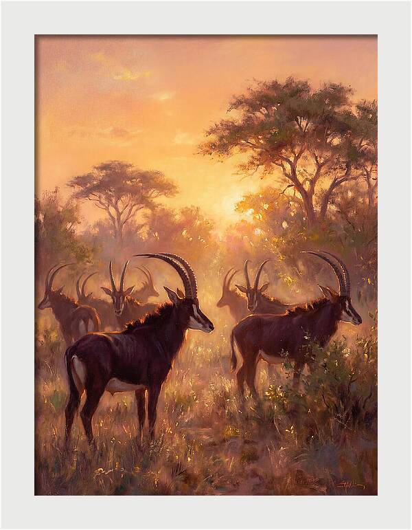 Sable Antelope At Dusk