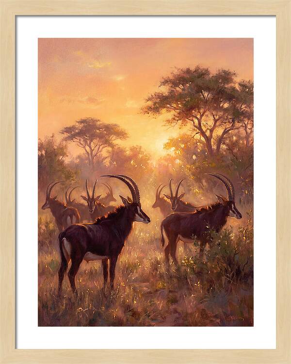 Sable Antelope At Dusk