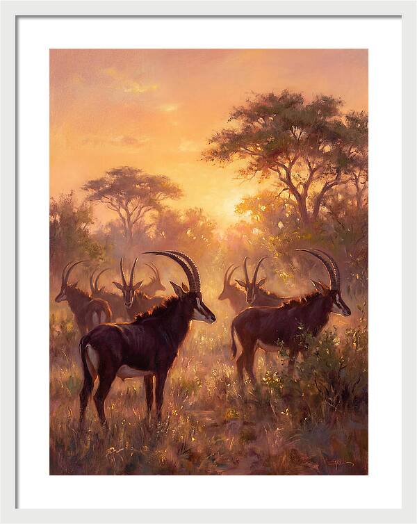 Sable Antelope At Dusk