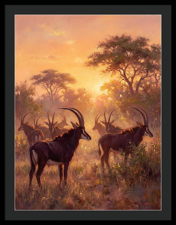 Sable Antelope At Dusk