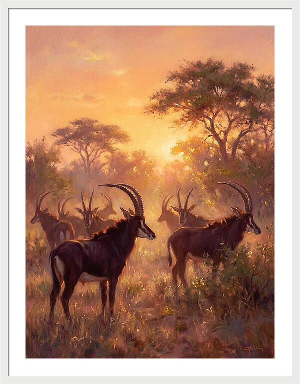 Sable Antelope At Dusk