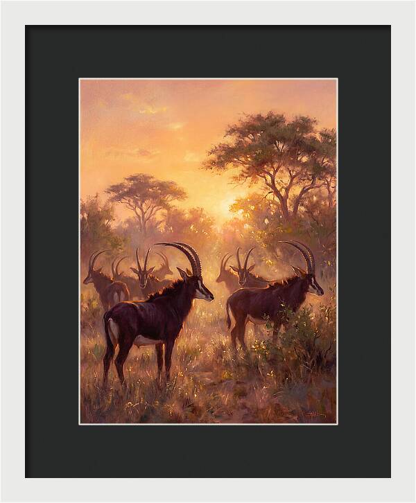 Sable Antelope At Dusk