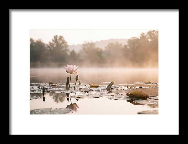 Sacred Lotus Serenity