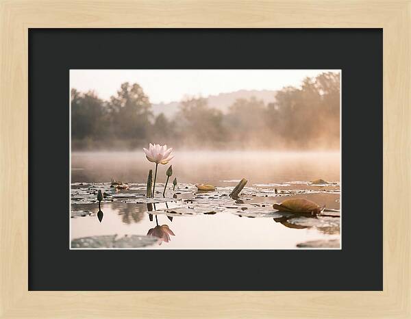 Sacred Lotus Serenity