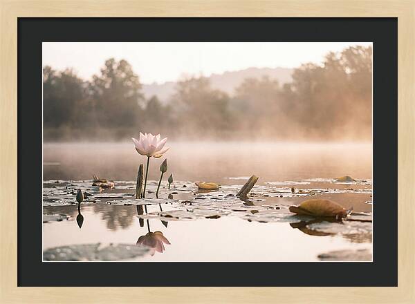 Sacred Lotus Serenity