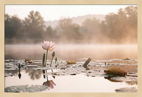 Sacred Lotus Serenity