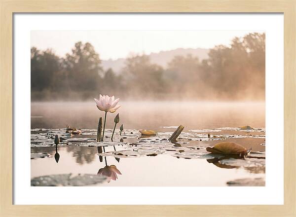 Sacred Lotus Serenity