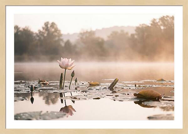 Sacred Lotus Serenity