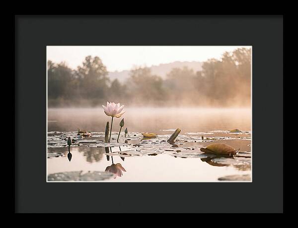 Sacred Lotus Serenity