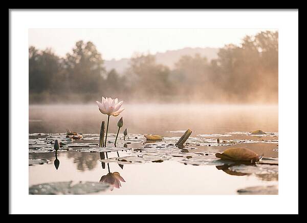 Sacred Lotus Serenity