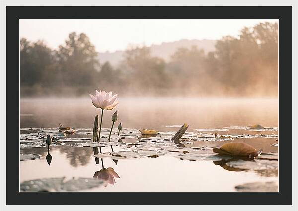 Sacred Lotus Serenity
